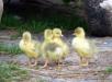 images/portfolio/menschenundtiere/Gaensenachwuchs.jpg